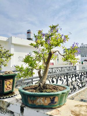 Chậu bonsai linh sam hoa tím