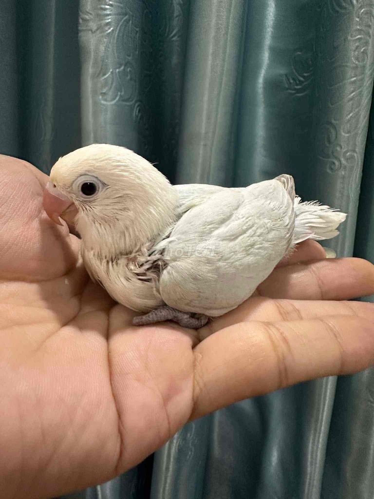 vẹt lovebird 1 màu trắng tinh