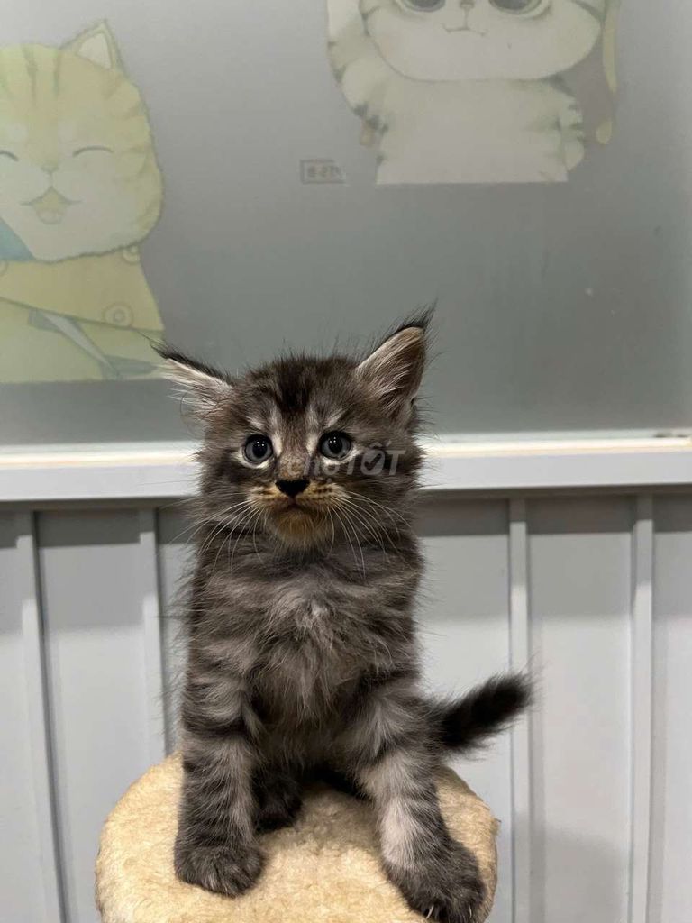 Mèo MaineCoon lai ALD đen vằn 2 tháng. Mua bán Mèo tại Huyện Xuân Lộc Đồng Nai được đăng bởi Chuột hình 1