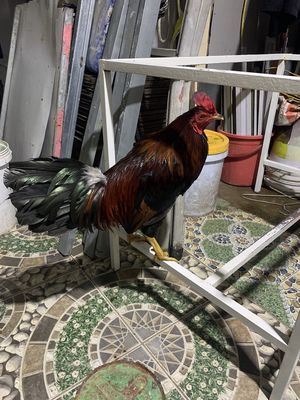 Gà 2,9kg. Mua bán Gà tại Quận Ninh Kiều Cần Thơ được đăng bởi Nguyen thanh hung