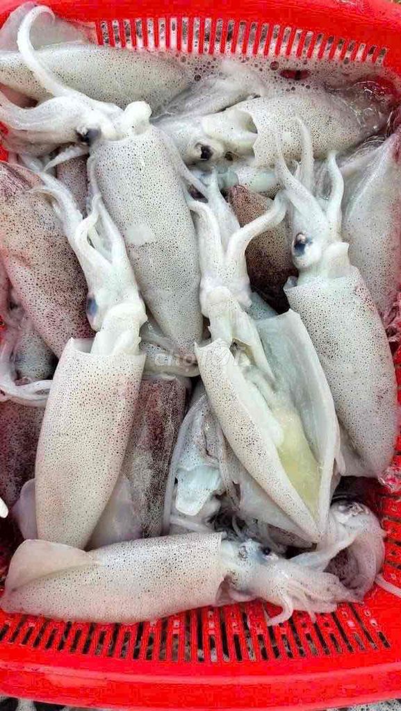 Mực trứng 15-20 con/kg Câu 100% Già trứng. Mua bán Đồ ăn, thực phẩm và các loại khác tại Huyện Hóc Môn Tp Hồ Chí Minh được đăng bởi Thuỷ Trương Đồ Ăn Vặt hình 1