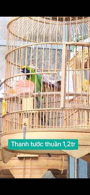 Chim thanh tước thuần siêng hót. Mua bán Chim tại Quận Gò Vấp Tp Hồ Chí Minh được đăng bởi Tưởng Họa Mi 