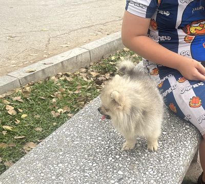 Phốc sóc chân lùn bé đực 4 tháng