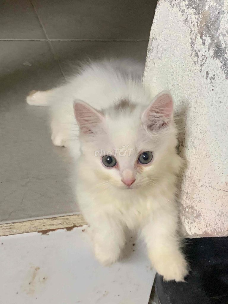MÈO ALD 1 CHÂN LÙN VÀ 1 CHÂN DÀI