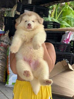 Tìm nhà mới cho mấy bé Alaska