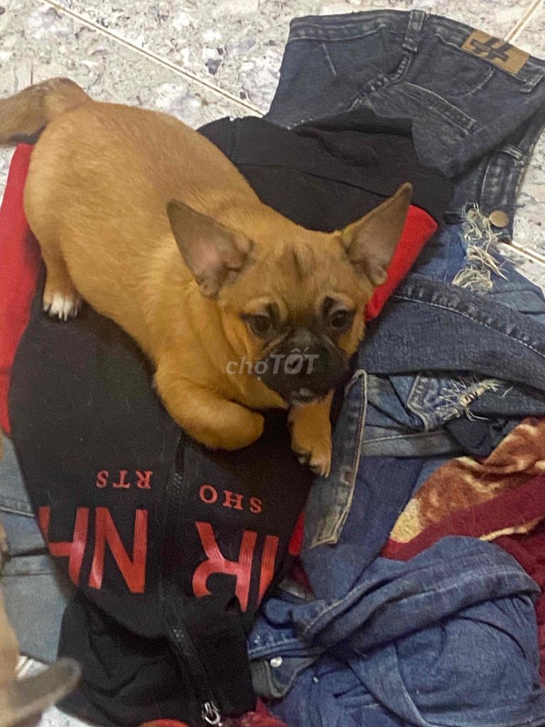 pug lai. Mua bán Chó tại Quận Hà Đông Hà Nội được đăng bởi a béo hình 3