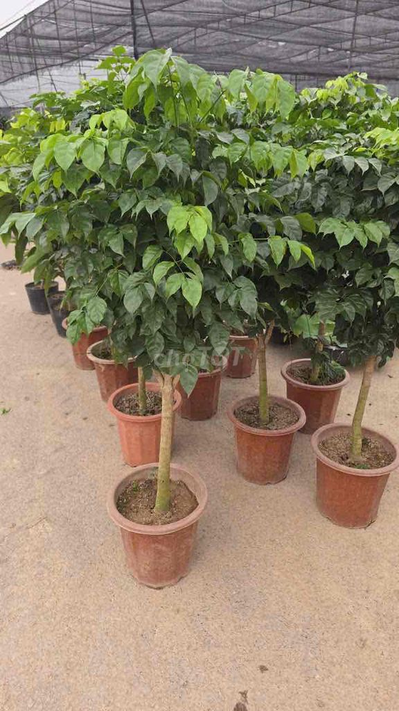 Cây hạnh phúc 1 thân. Mua bán Cây cảnh, đồ trang trí tại Huyện Sông Lô Vĩnh Phúc được đăng bởi Nhà vườn Ngọc Trang hình 1