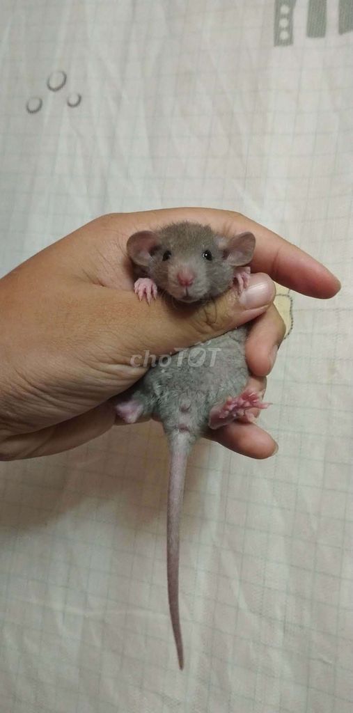 Chuột Hamster syrian đực. Mua bán Thú cưng khác tại Quận Hai Bà Trưng Hà Nội được đăng bởi Mun Munn hình 1