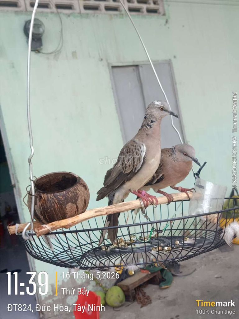 Chim Cu cườm một cặp. Mua bán Chim tại Huyện Đức Hòa Long An được đăng bởi tinh u tiên hình 1
