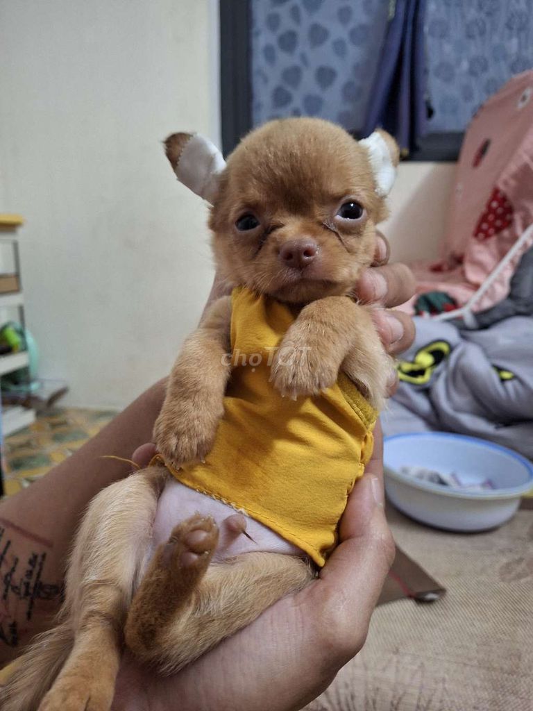 Chihuahua thần chủng 2 tháng chủi. Mua bán Chó tại Quận 1 Tp Hồ Chí Minh được đăng bởi Ân Ân hay thanh lý tất tần tật  hình 2