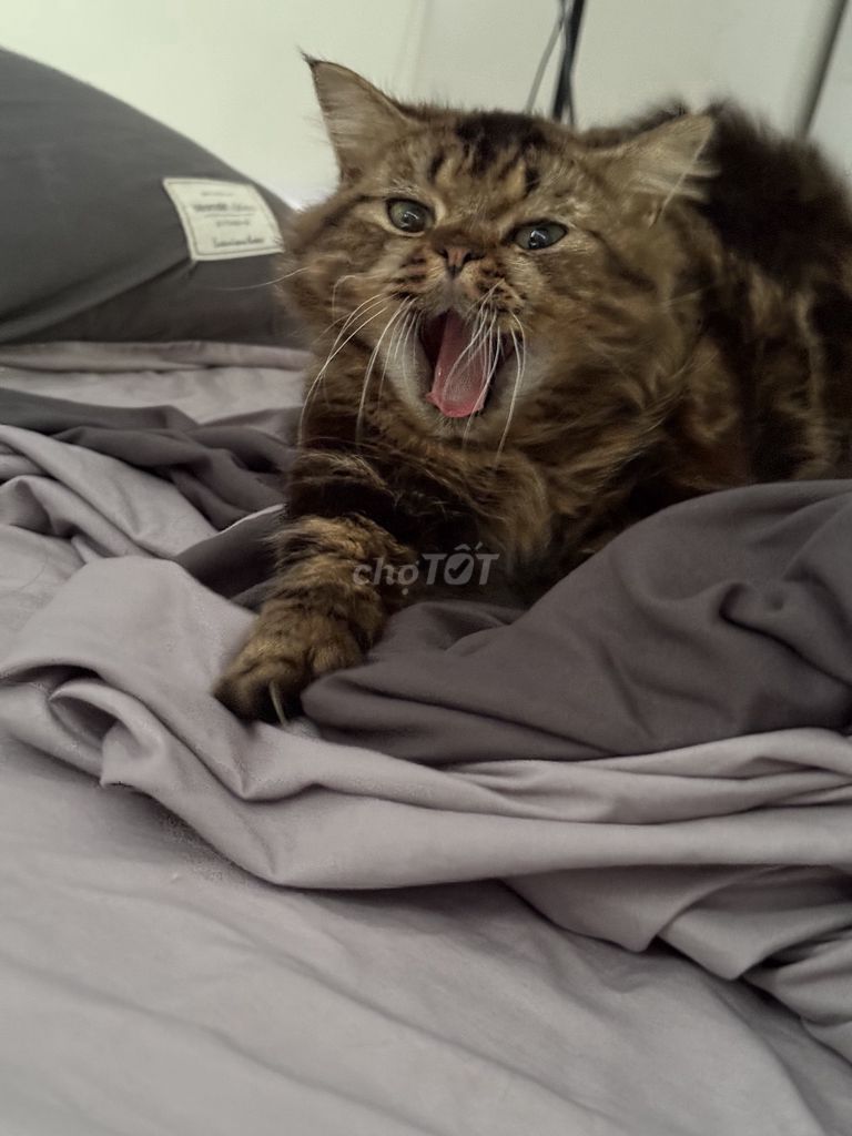 Mèo ALD chân ngắn đực đã triệt sản. Mua bán Mèo tại Quận 7 Tp Hồ Chí Minh được đăng bởi Vu Ngoc Lan  hình 1