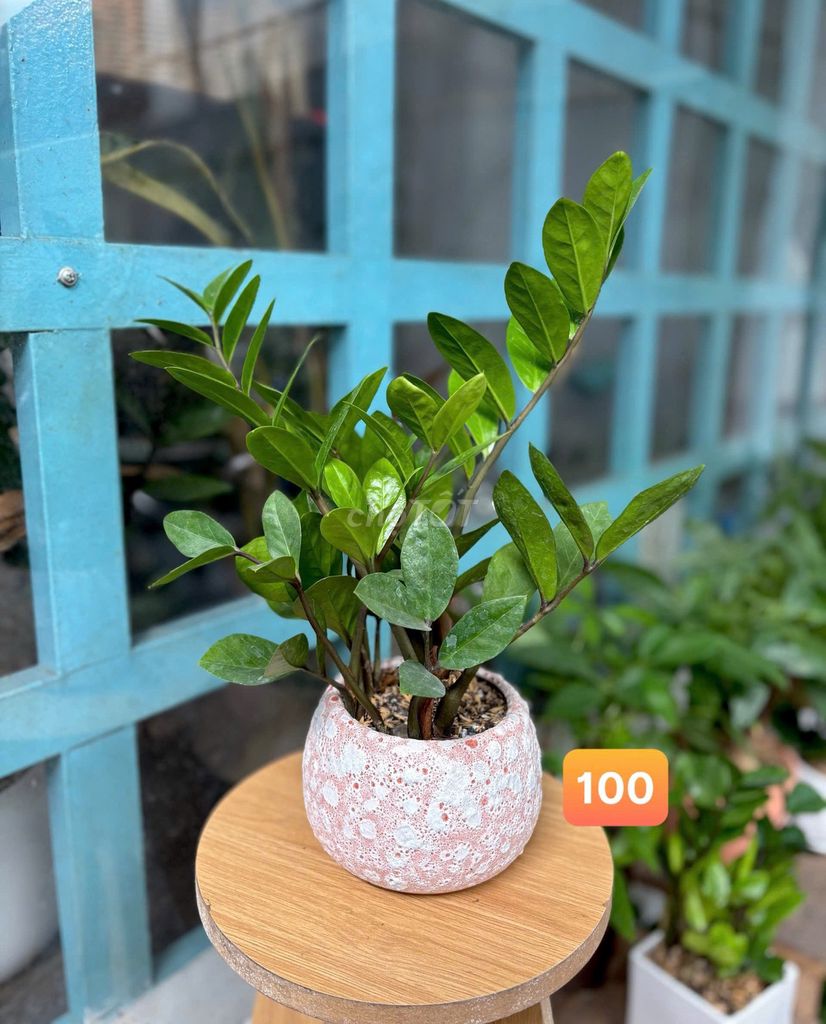 Cây cảnh Kim Tiền. Mua bán Cây cảnh, đồ trang trí tại Thành phố Thủ Đức Tp Hồ Chí Minh được đăng bởi Bích Ngọc hình 1