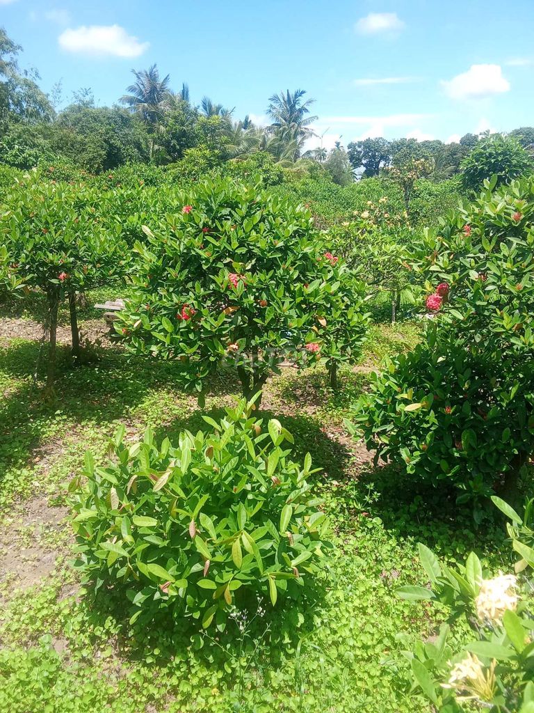 Cây cảnh Mẫu đơn Tán ô bàn trà màu Đỏ. Mua bán Cây cảnh, đồ trang trí tại Huyện An Dương Hải Phòng được đăng bởi lexus hình 1