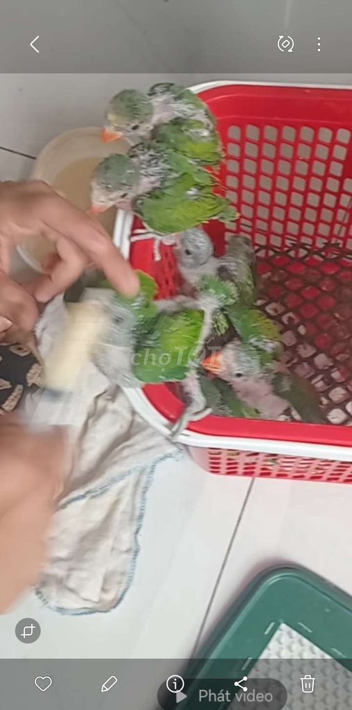 Chim cảnh màu Xanh lá. Mua bán Chim tại Huyện Hóc Môn Tp Hồ Chí Minh được đăng bởi Như Lê hình 1