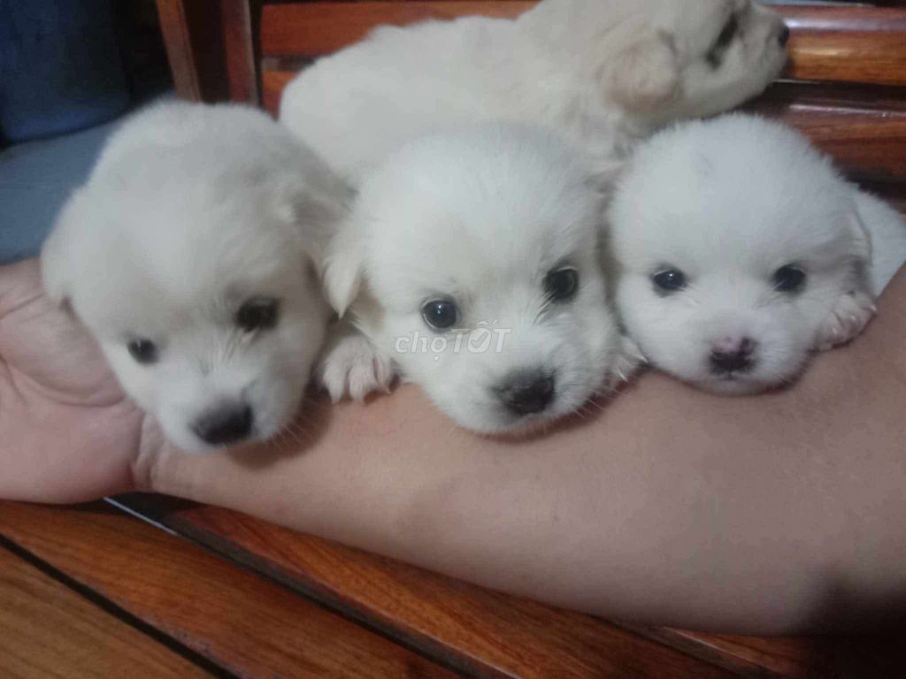 các bé trắng tinh xinh xắn cute tìm ba mẹ ạ . Mua bán Chó tại Huyện Bình Chánh Tp Hồ Chí Minh được đăng bởi Như Quỳnh hình 1