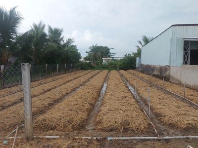 Chính chủ gửi bán để mua nhà cho con trai mua nhà sài gòn. Mua bán đất tại Huyện Đức Hòa Long An được đăng bởi Hoàng Phúc
