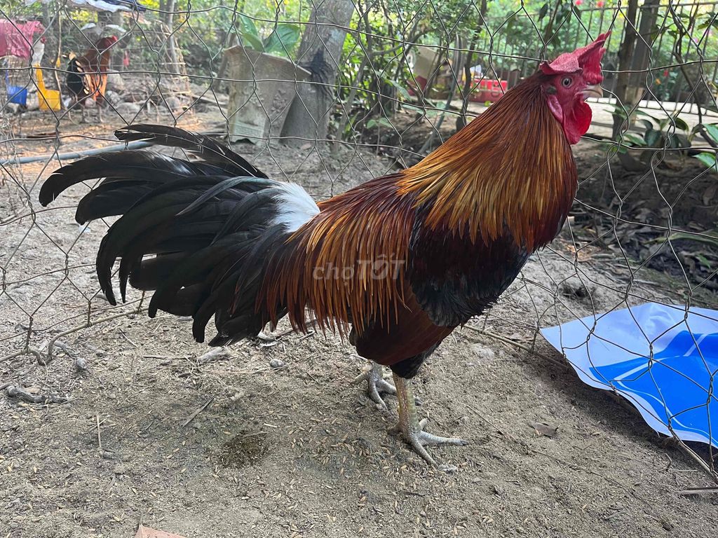 Gà Xám vàng 2.9kg về chơi ngay. Mua bán Gà tại Huyện Trà Ôn Vĩnh Long được đăng bởi Thành Công hình 1