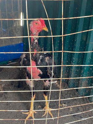 nhà nhiều gà ko có chỗ nhốt bán bớt cho ae. Mua bán Gà tại Huyện Chương Mỹ Hà Nội được đăng bởi Đỗ Duy Thanh