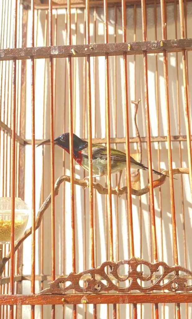 hút mật đuôi chẻ dạn đẹp. Mua bán Chim tại Quận 12 Tp Hồ Chí Minh được đăng bởi Triển hình 1
