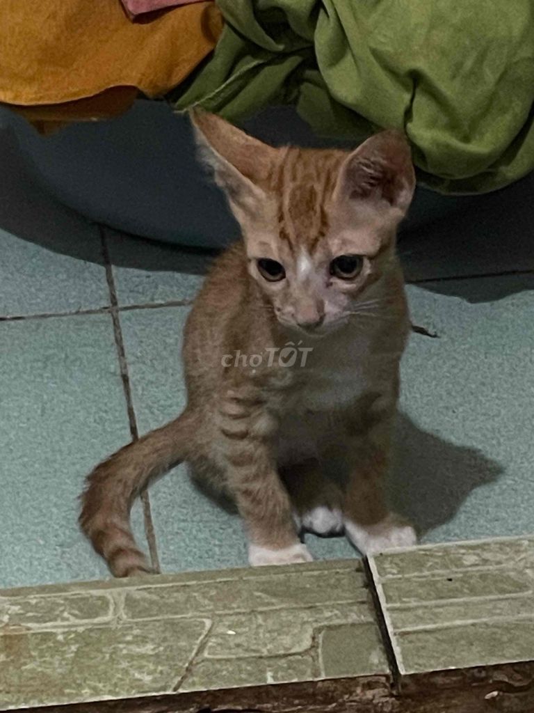 mình muốn tìm nhà cho bé ạ. Mua bán Mèo tại Quận Tân Bình Tp Hồ Chí Minh được đăng bởi Phạm Ngô Ánh hình 1