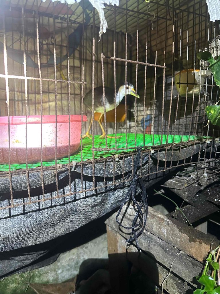 Chim Quốc mái 4-5 tháng tuổi. Mua bán Chim tại Huyện Càng Long Trà Vinh được đăng bởi Vũ hình 1