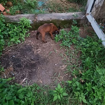 Bỉ đỏ cháy size đại. Mua bán Chó tại Huyện Bình Chánh Tp Hồ Chí Minh được đăng bởi Anh nông dân da đen