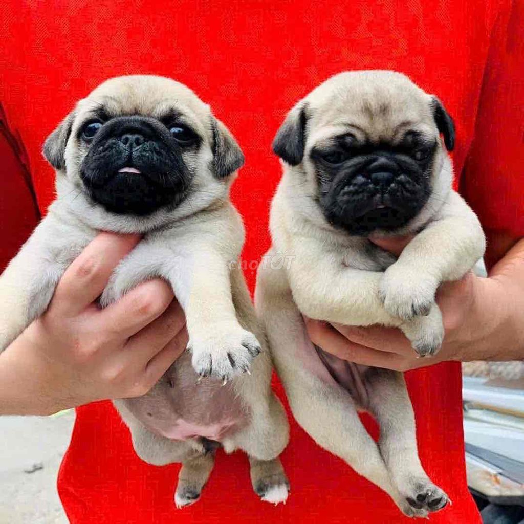 Chó Pug Vàng cát Thân thiện Đã tiêm phòng. Mua bán Chó tại Thành phố Bến Tre Bến Tre được đăng bởi Nguyễn Thị Huỳnh Mai hình 1