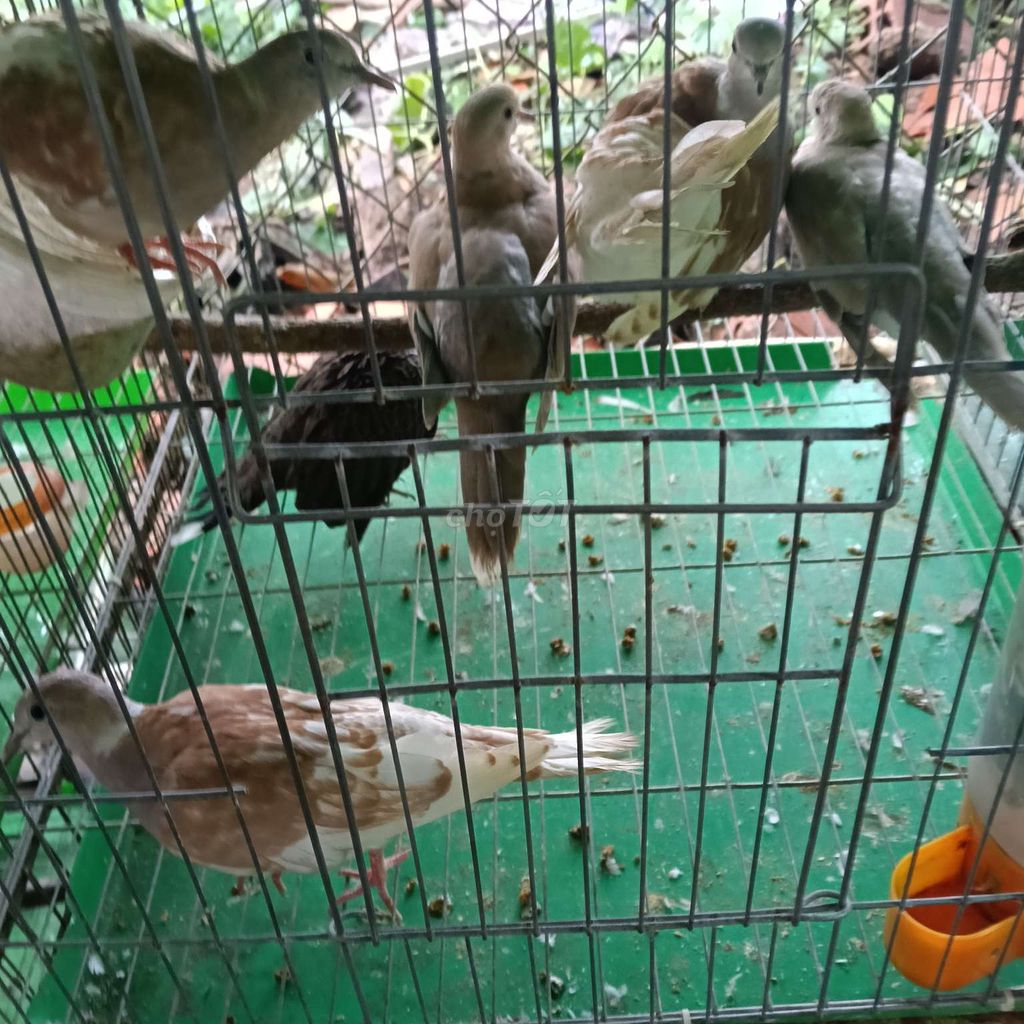 Chim vú nuôi nhiều màu khỏe mạnh. Mua bán Chim tại Huyện Trảng Bom Đồng Nai được đăng bởi Đỗ Được hình 1