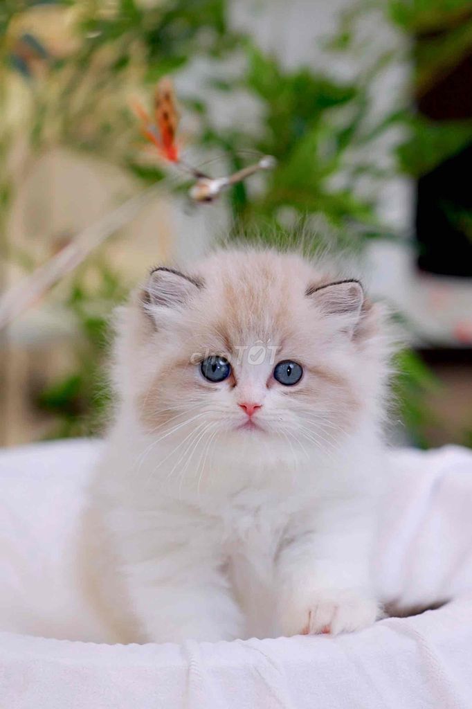 Mèo búp bê xinh iêu. Mua bán Mèo tại Quận Tân Bình Tp Hồ Chí Minh được đăng bởi Meow Meow Cattery hình 1