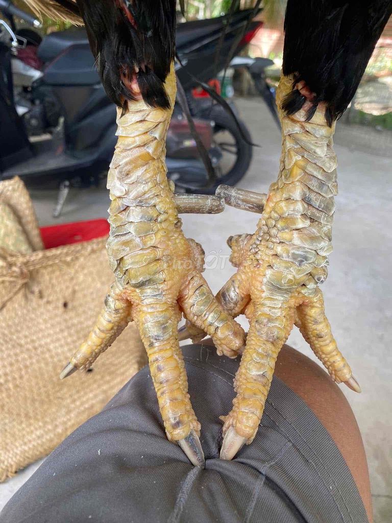 Mùa 6 thành tích khủng. Mua bán Gà tại Huyện Mỏ Cày Bắc Bến Tre được đăng bởi Ling Gà Tuyển linggatuyen hình 1
