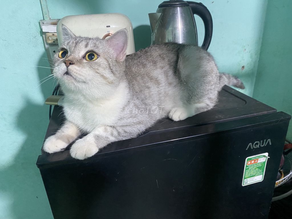 Mèo anh lông ngắn. Mua bán Mèo tại Thành phố Thủ Đức Tp Hồ Chí Minh được đăng bởi Hoàng linh hình 1