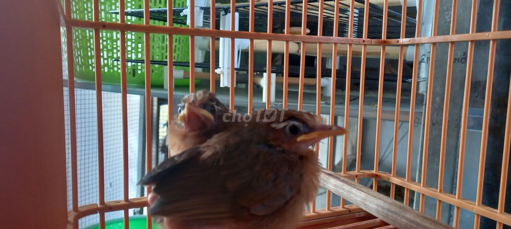 Chim HMi non ổ 2 con đã đậu cầu. Mua bán Chim tại Quận 11 Tp Hồ Chí Minh được đăng bởi Thái hình 1