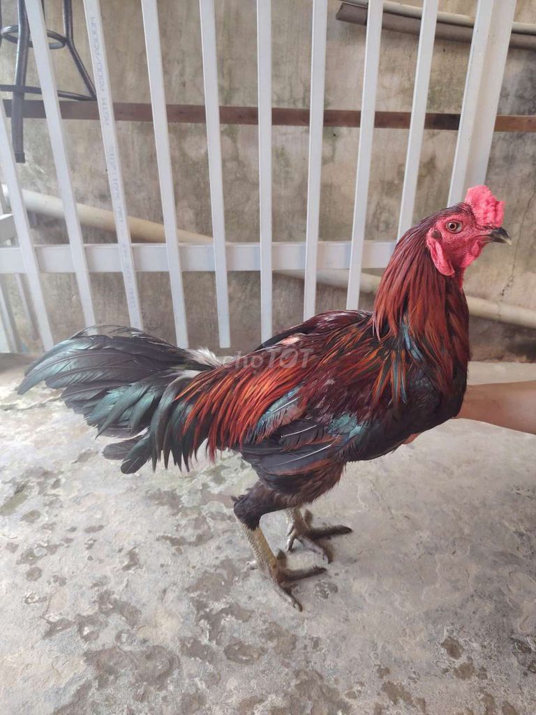 gà lai THAY LÔNG mùa đầu 3k8 trạng trên 4kg . Mua bán Gà tại Huyện Châu Thành An Giang được đăng bởi 3 cô gái hình 1