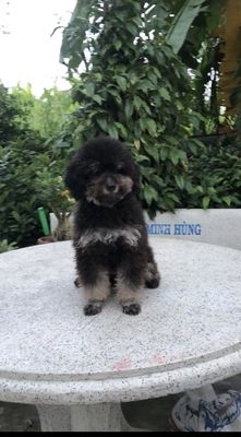 Chó Poodle Đen Đực