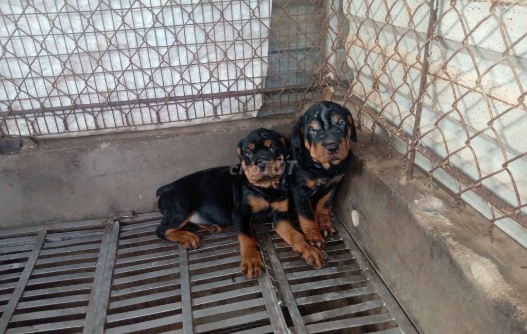 Chó Rottweiler Becgie Malinois thuần chủng