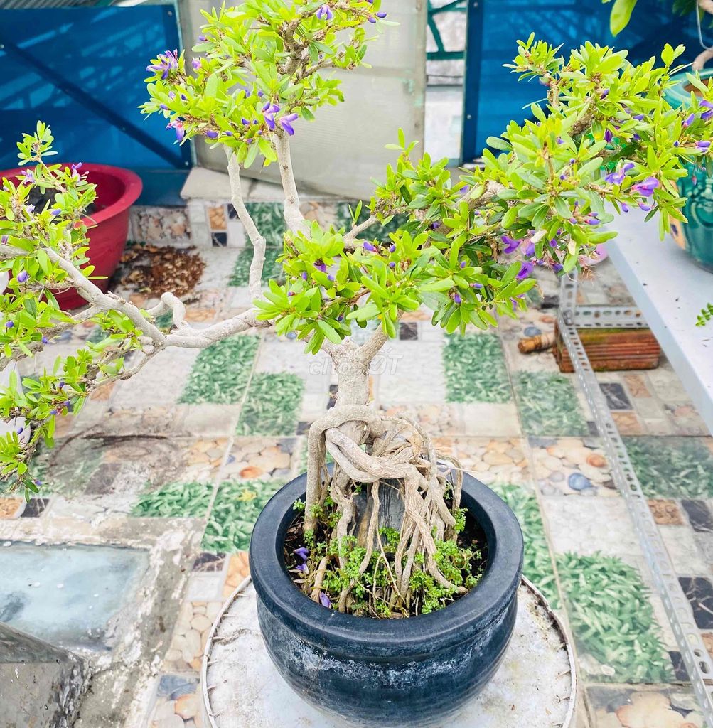 Linh Sam Tiểu Bonsai Non Nước, Thân Ôm Đá Quý. Mua bán Cây cảnh, đồ trang trí tại Quận Tân Phú Tp Hồ Chí Minh được đăng bởi Nguyễn Hoàng hình 1