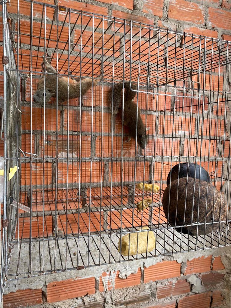 lòng thú +. Mua bán Thú cưng khác tại Huyện Bình Đại Bến Tre được đăng bởi minh nguyệt hình 1