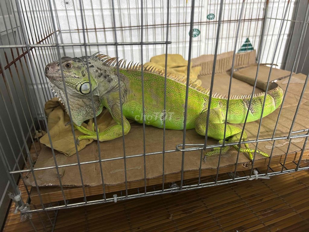 IGU thuần người. Mua bán Thú cưng khác tại Quận Đống Đa Hà Nội được đăng bởi Tina Ruly hình 1