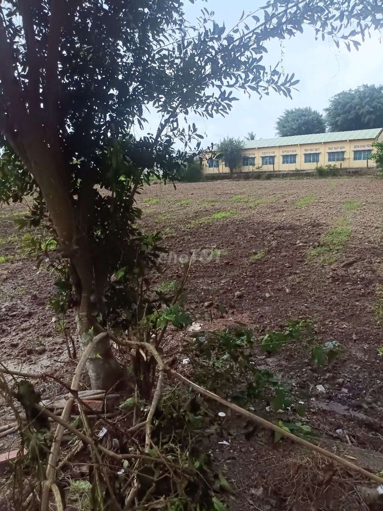 Lộ nhựa 50m mặt tiền điện nước đầy đủ dân cư đông đúc. Mua bán đất tại Huyện Lai Vung Đồng Tháp được đăng bởi Tùng Lê hình 2