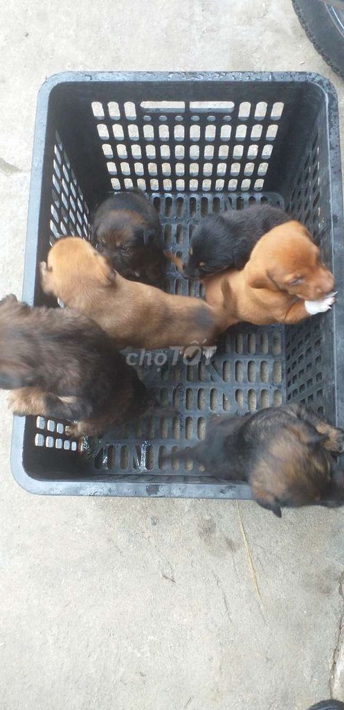 Chó con hơn 1 tháng. Mua bán Chó tại Quận Ngũ Hành Sơn Đà Nẵng được đăng bởi le hai hung hình 1