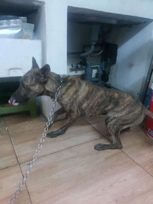 Bán chó phú quốc 8 tháng tuổi gần 10kg