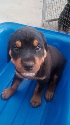 Rottweile  cái
