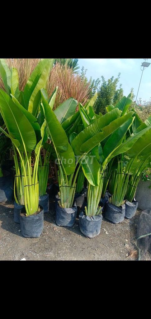 Cây Chuối quạt💚, xanh đẹp💚. Mua bán Cây cảnh, đồ trang trí tại Quận Gò Vấp Tp Hồ Chí Minh được đăng bởi Tô Kem  hình 1