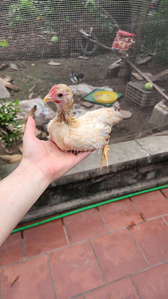 Gà tre bắc tít. Mua bán Gà tại Huyện Phú Xuyên Hà Nội được đăng bởi thích đủ thứ hình 1
