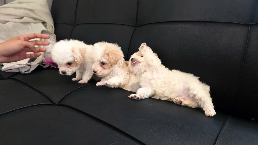 Chó Poodle Trắng kem chó con. Mua bán Chó tại Quận Bình Tân Tp Hồ Chí Minh được đăng bởi Vuluan Nguyen hình 1