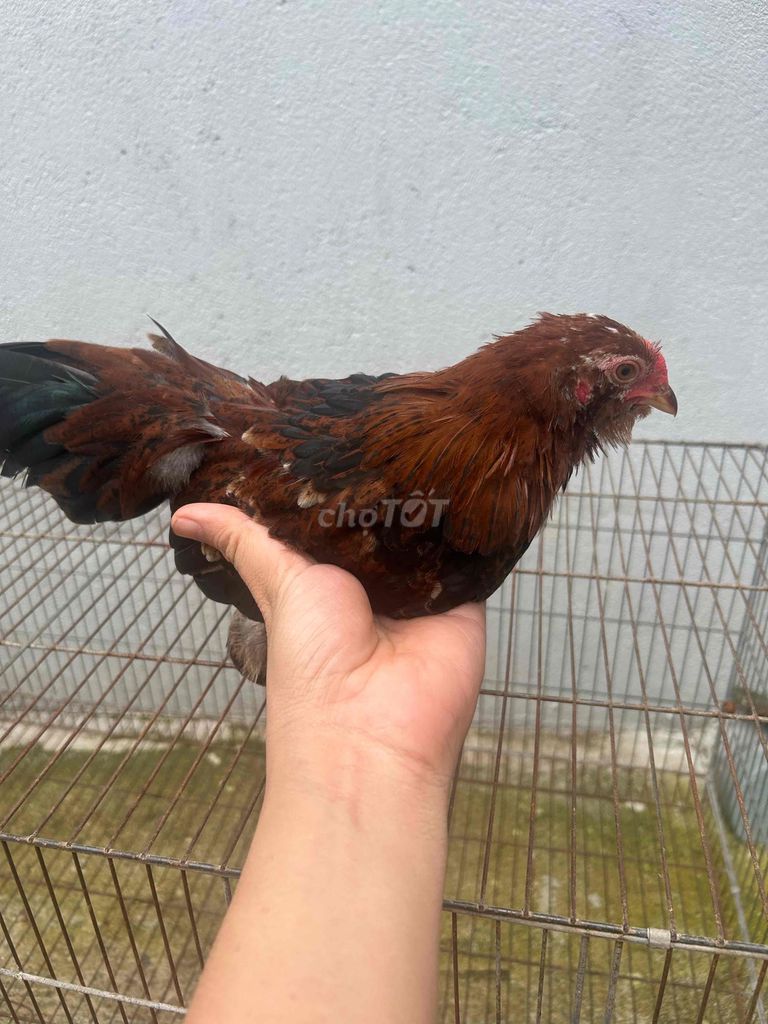 Gà tre Tân Châu Điều 2 tháng. Mua bán Gà tại Huyện Bến Lức Long An được đăng bởi Khoa hình 1