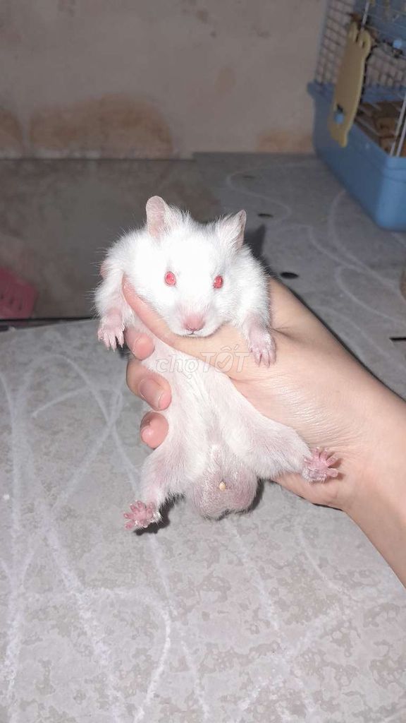 Chuột Hamster Trắng Đực Lông xù mũm mĩm. Mua bán Thú cưng khác tại Quận Sơn Trà Đà Nẵng được đăng bởi Nguyễn Đình Bằng hình 1