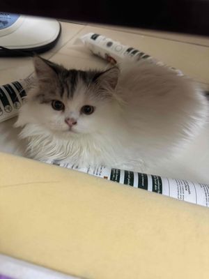 Mèo ALD cái màu trắng xám