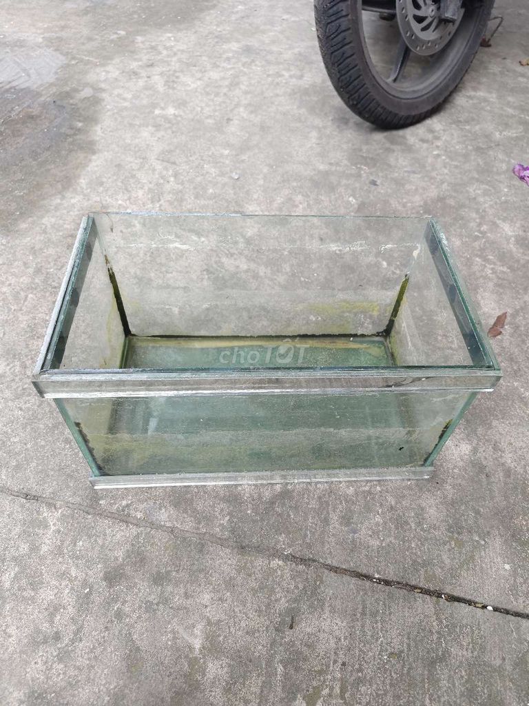 hồ cá nhỏ để lâu không dùng. Mua bán Phụ kiện, Thức ăn, Dịch vụ tại Quận 12 Tp Hồ Chí Minh được đăng bởi Nhi Trương hình 1
