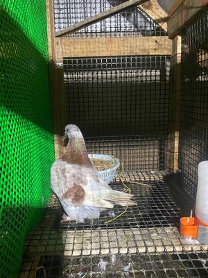 Thanh lý mondain lẻ hoặc gl bc gà. Mua bán Chim tại Huyện Cần Giuộc Long An được đăng bởi Truong Man